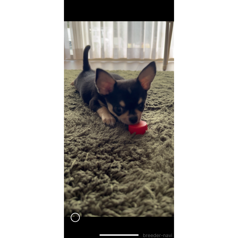 山口朱実ブリーダーの詳細