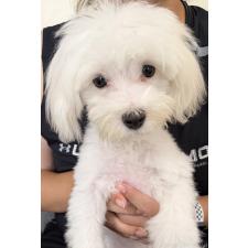 ♀︎マルチーズ