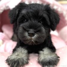 ミニチュアシュナウザーの子犬