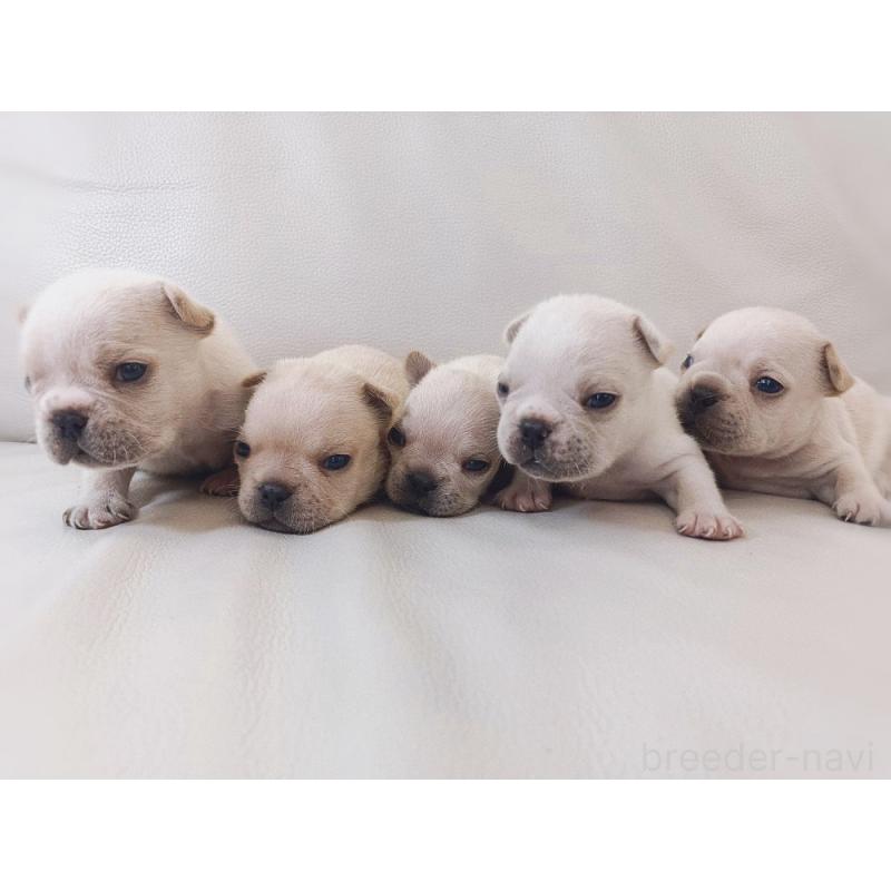 竹内啓二ブリーダーの詳細の1枚目