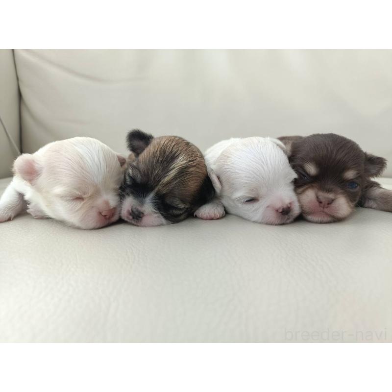 竹内啓二ブリーダーの詳細