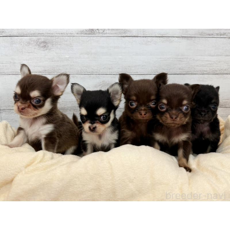 竹内啓二ブリーダーの詳細