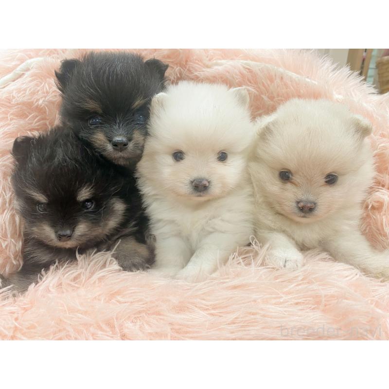 竹内啓二ブリーダーの詳細