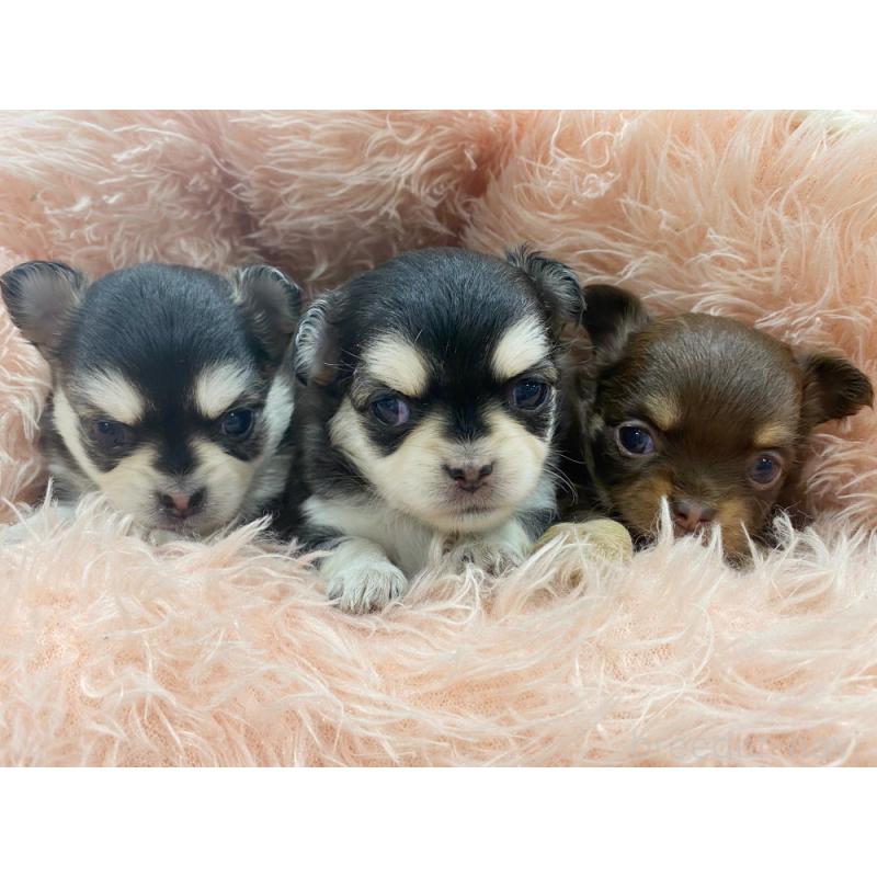 竹内啓二ブリーダーの詳細