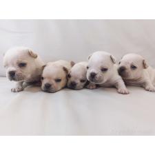 竹内啓二ブリーダー