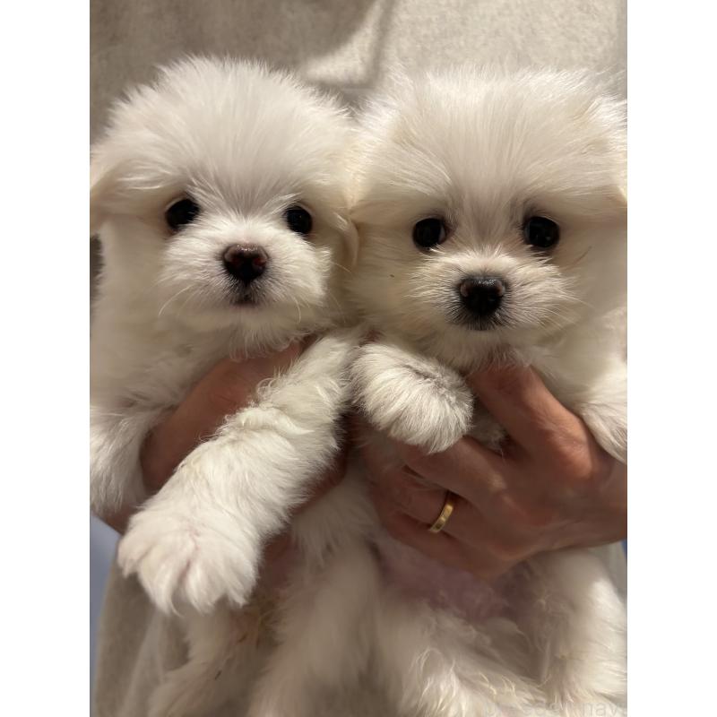 古川真理ブリーダーの詳細の1枚目