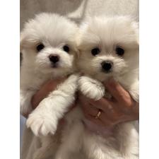 古川真理ブリーダー