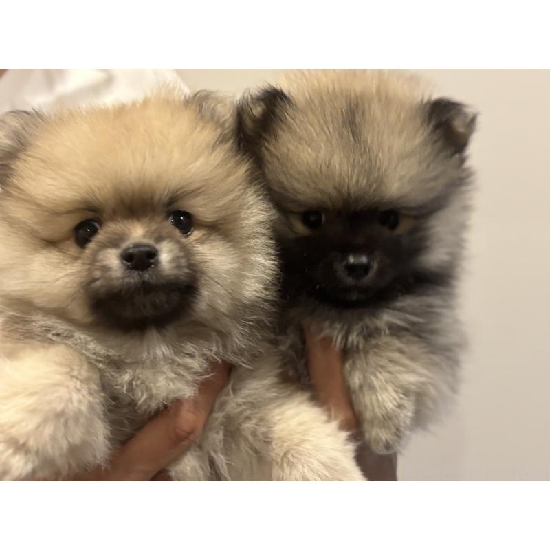 古川真理ブリーダーの詳細