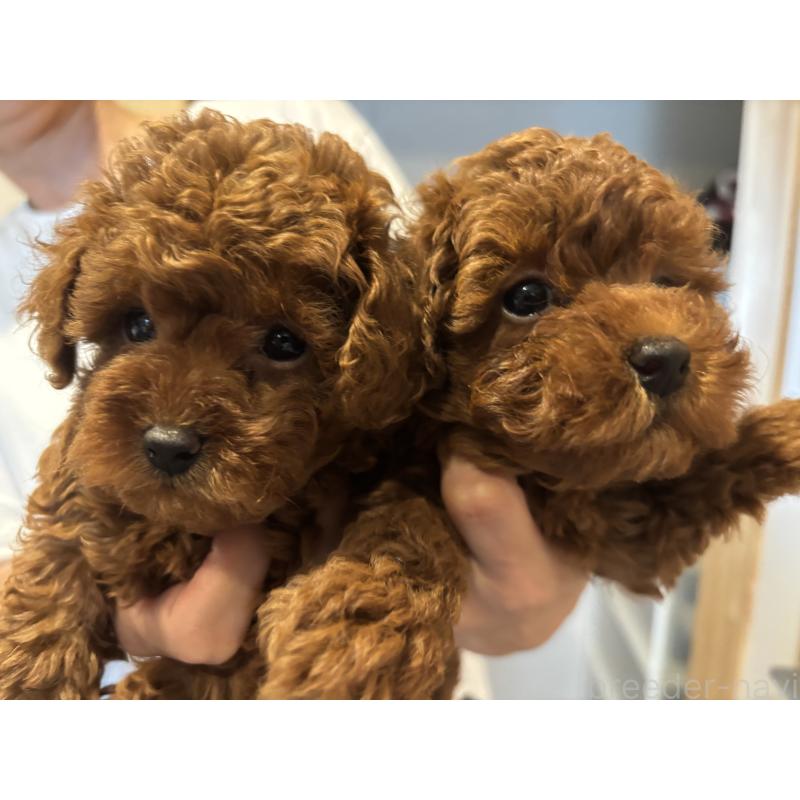 古川真理ブリーダーの詳細