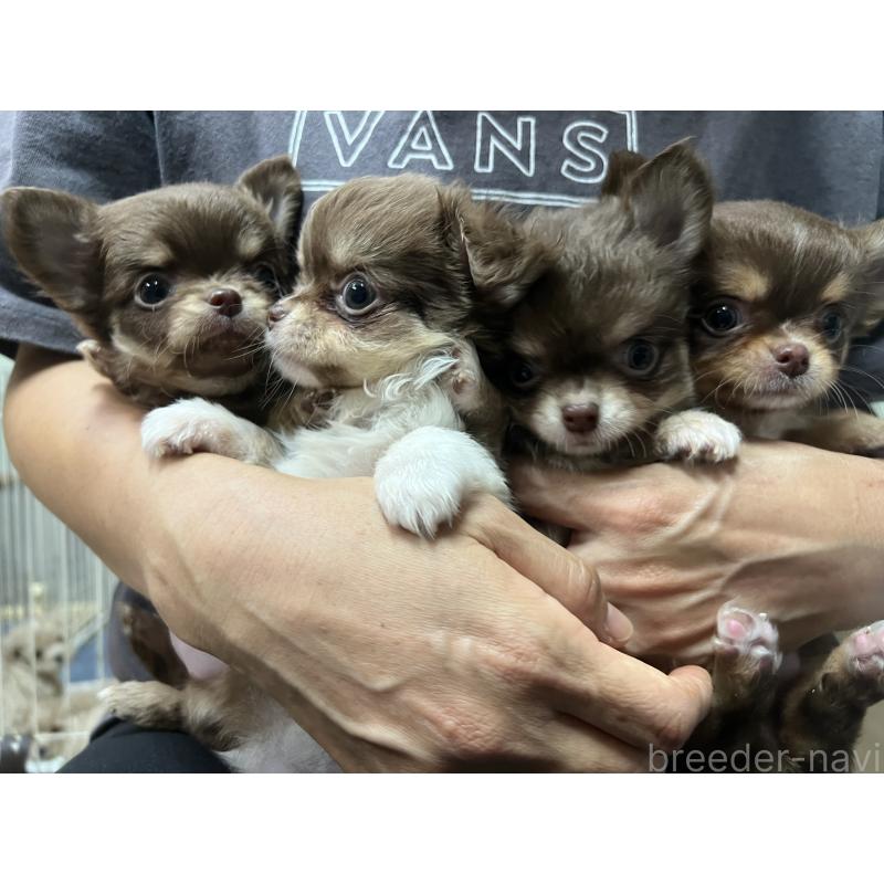 古川真理ブリーダーの詳細