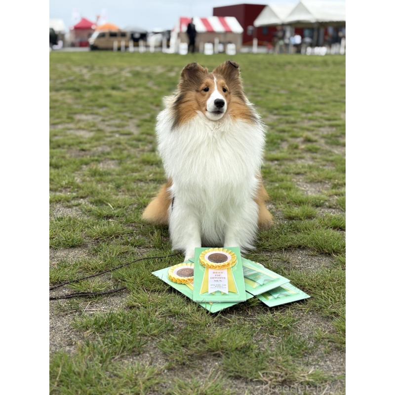 長谷部心美ブリーダーの詳細