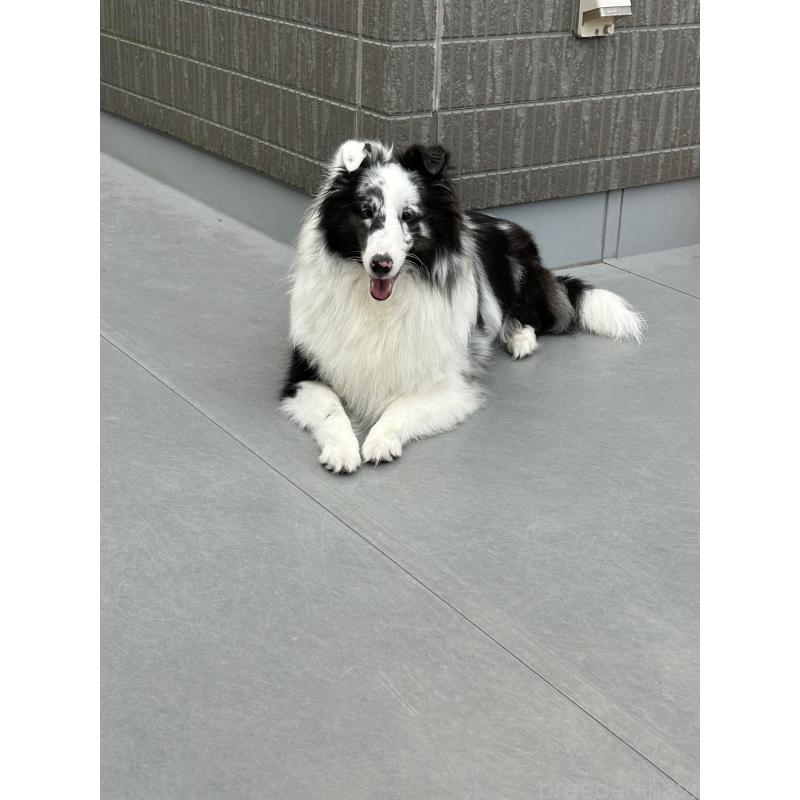 長谷部心美ブリーダーの詳細