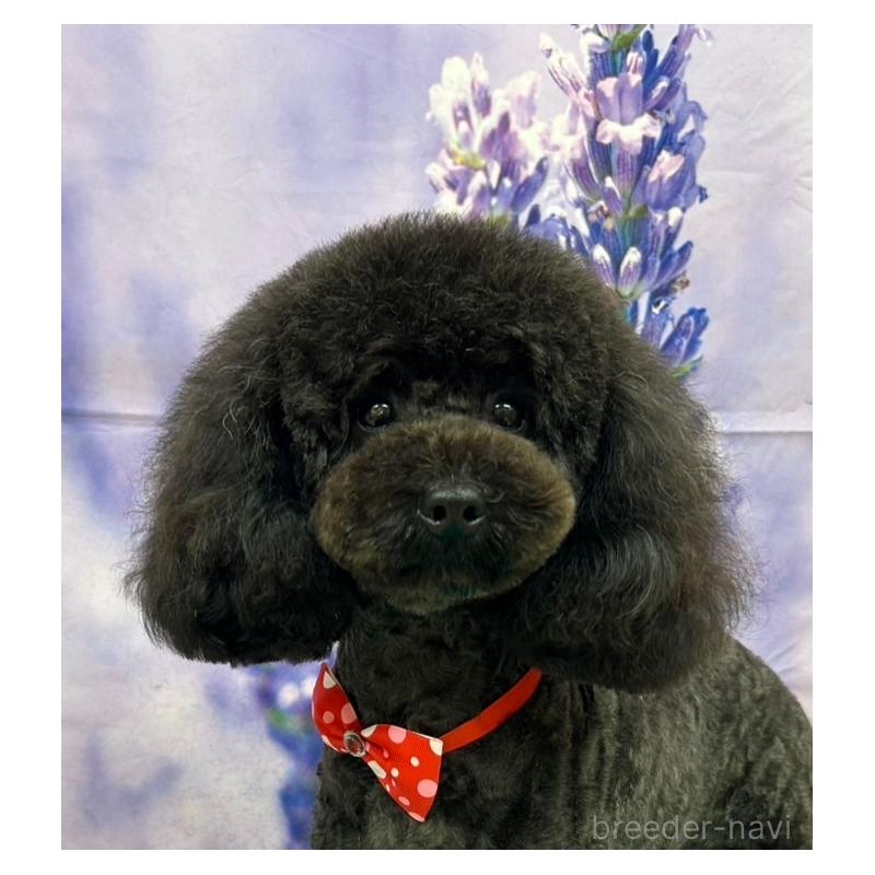 長谷部心美ブリーダーの詳細