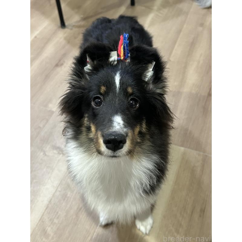 長谷部心美ブリーダーの詳細