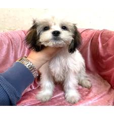 ♀︎マルシーズー:マルチーズ×シーズー