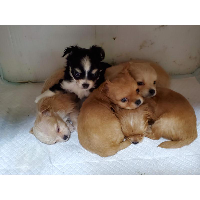 河﨑千賀ブリーダーの詳細の1枚目