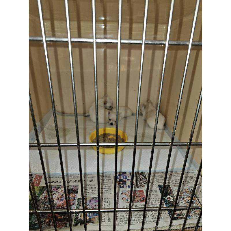 河﨑千賀ブリーダーの詳細