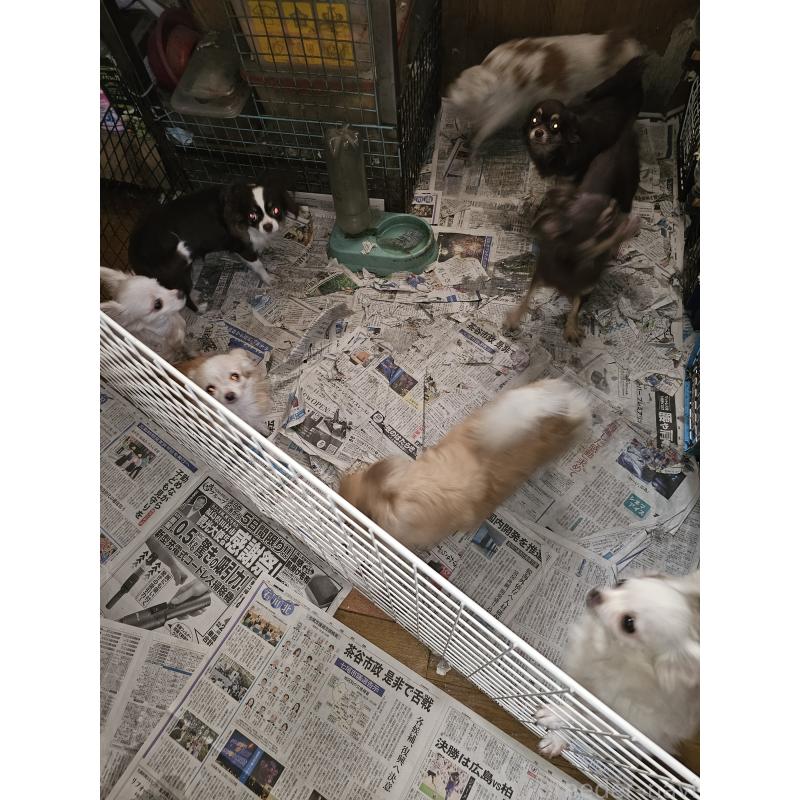 河﨑千賀ブリーダーの詳細