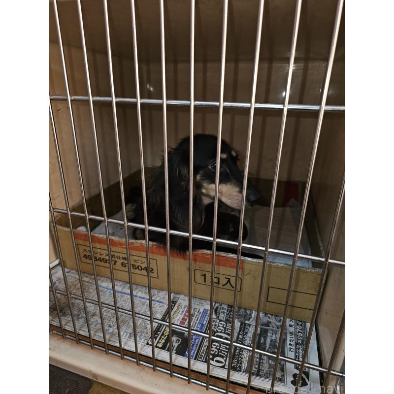 河﨑千賀ブリーダーの詳細