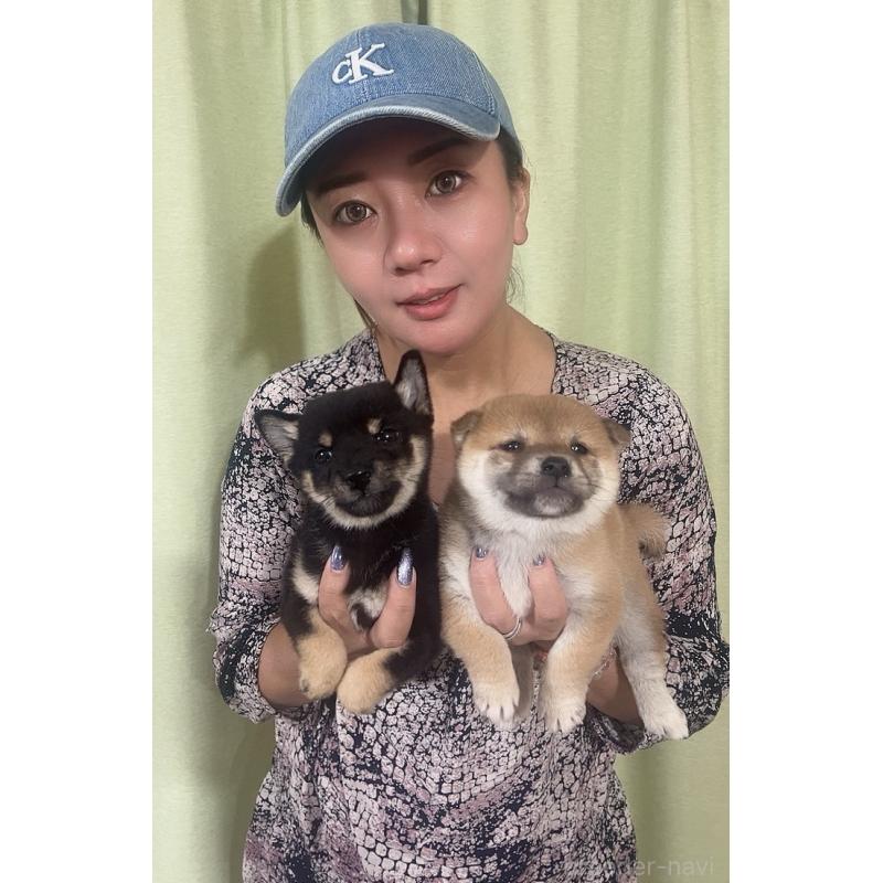 菊地弥紗子ブリーダーの詳細の1枚目