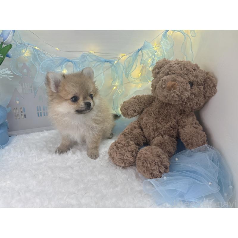 瀬賀妃樺理ブリーダーの詳細