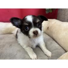 ♀︎チワワ(ロングコート)