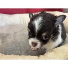 ♀︎チワワ(ロングコート)