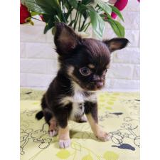 林華ブリーダー