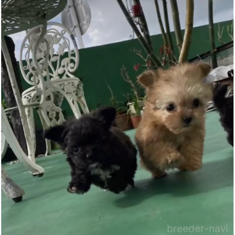 池原安子ブリーダーの詳細