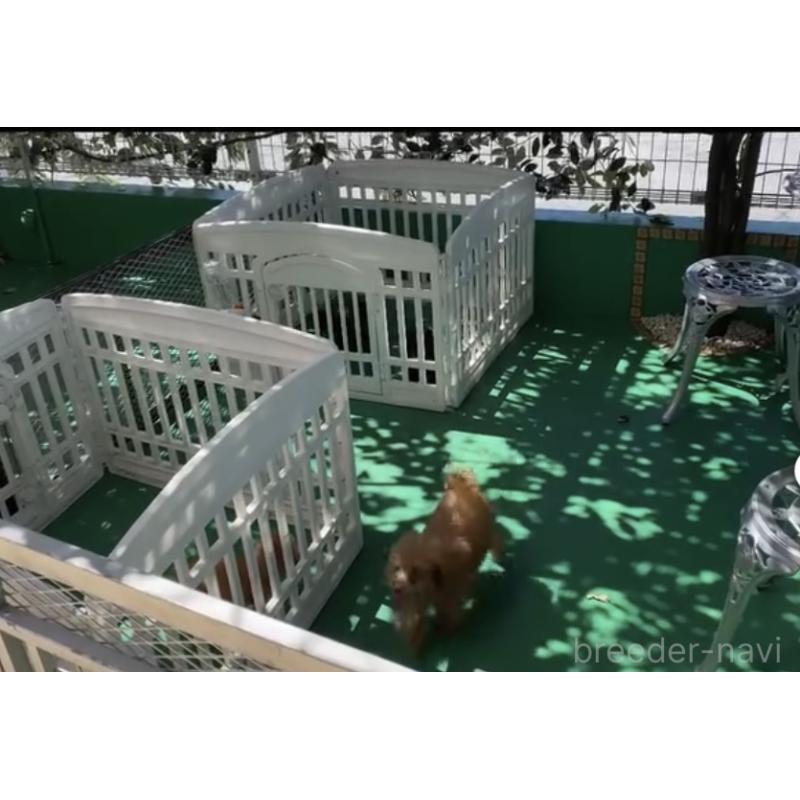 池原安子ブリーダーの詳細