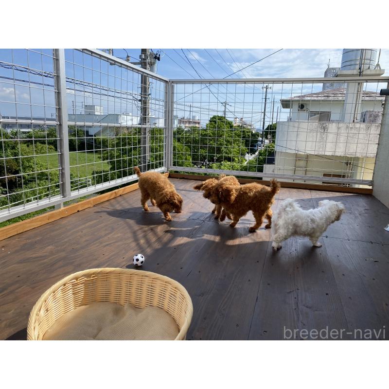 池原安子ブリーダーの詳細