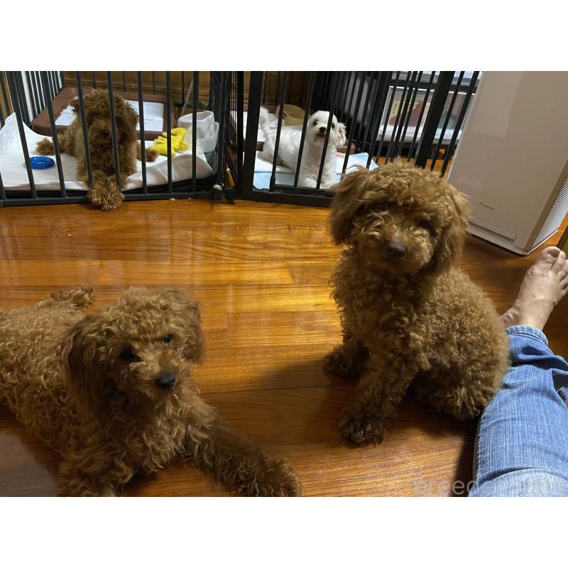 池原安子ブリーダーの詳細