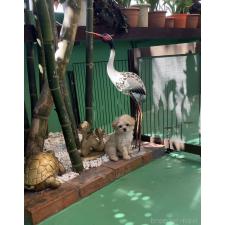 池原安子ブリーダー