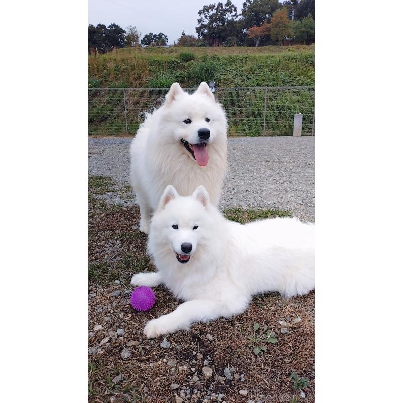 時松宏樹ブリーダーの詳細