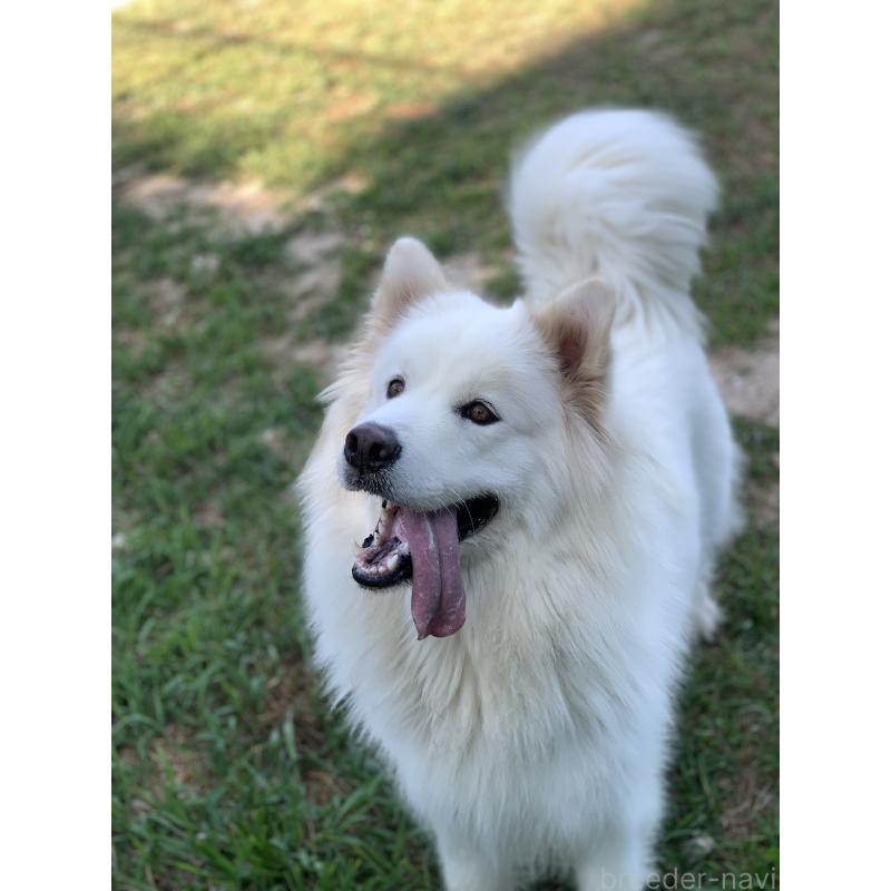 時松宏樹ブリーダーの詳細