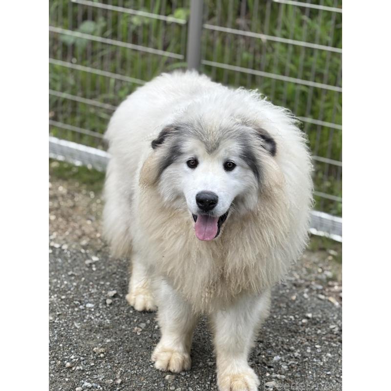 時松宏樹ブリーダーの詳細