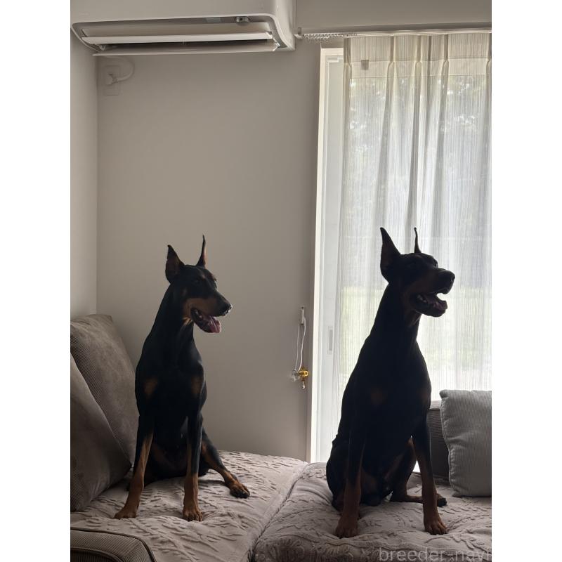 時松宏樹ブリーダーの詳細