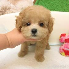 ♀︎トイプードル