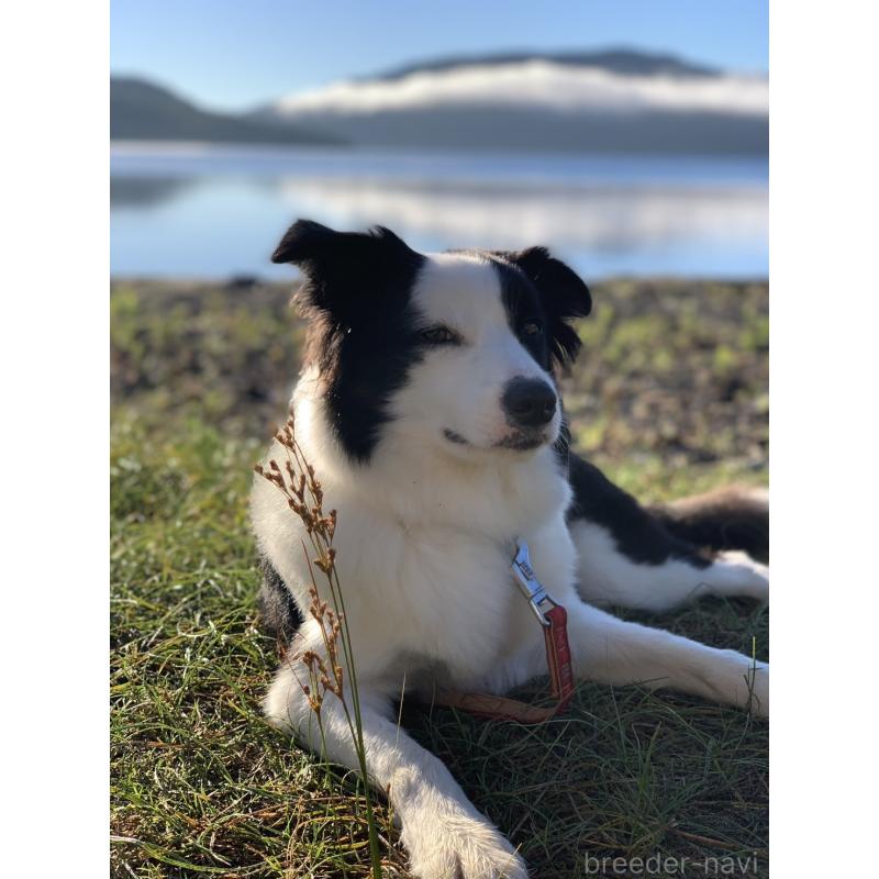 杉本千晶ブリーダーの詳細