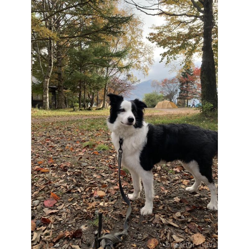 杉本千晶ブリーダーの詳細