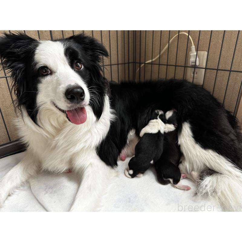 杉本千晶ブリーダーの詳細