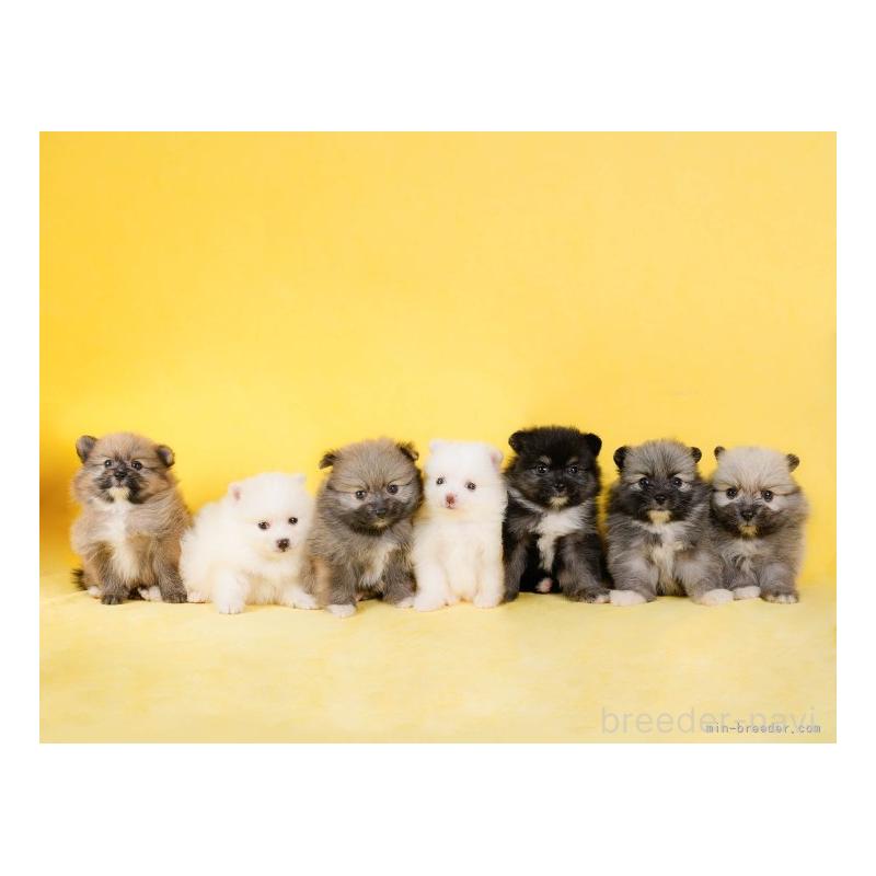 渡邊舞ブリーダーの詳細