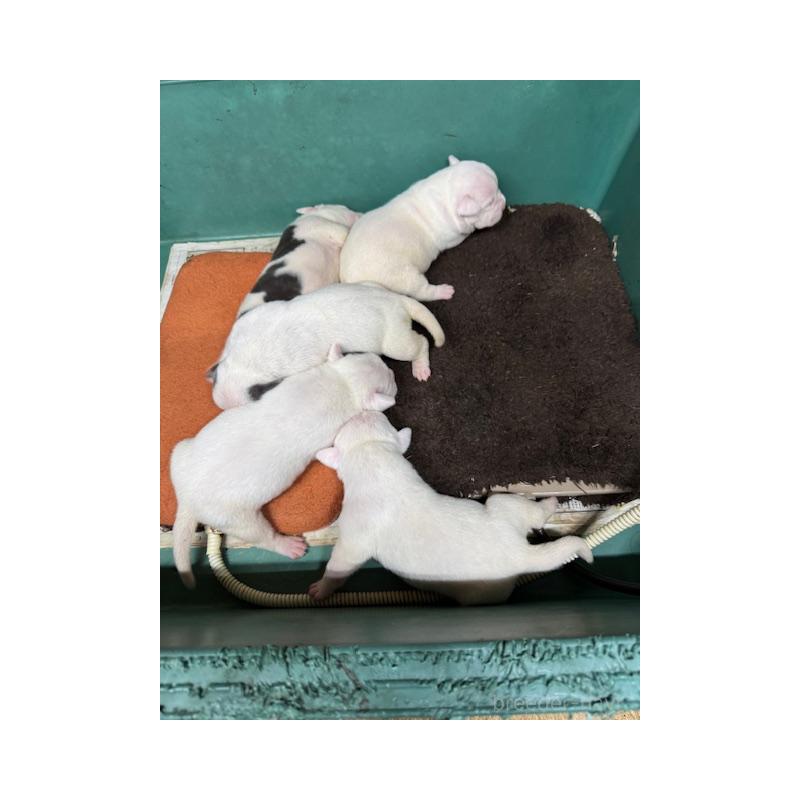 久保田恵美ブリーダーの詳細