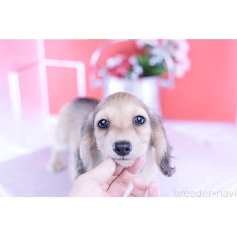 成約済の愛知県のカニンヘンダックスフンド(ロングヘアード)-418928の12枚目