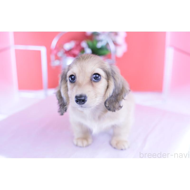 成約済の愛知県のカニンヘンダックスフンド(ロングヘアード)-418928の10枚目