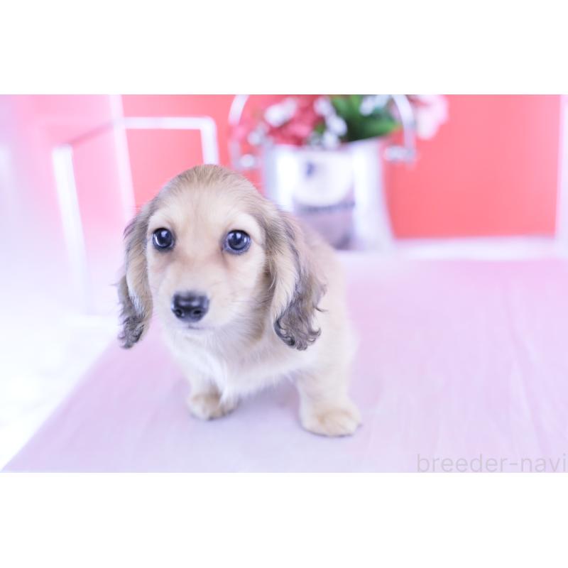 成約済の愛知県のカニンヘンダックスフンド(ロングヘアード)-418928の9枚目