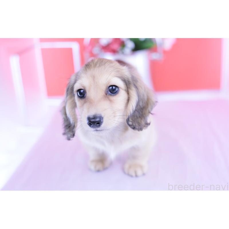 成約済の愛知県のカニンヘンダックスフンド(ロングヘアード)-418928の7枚目