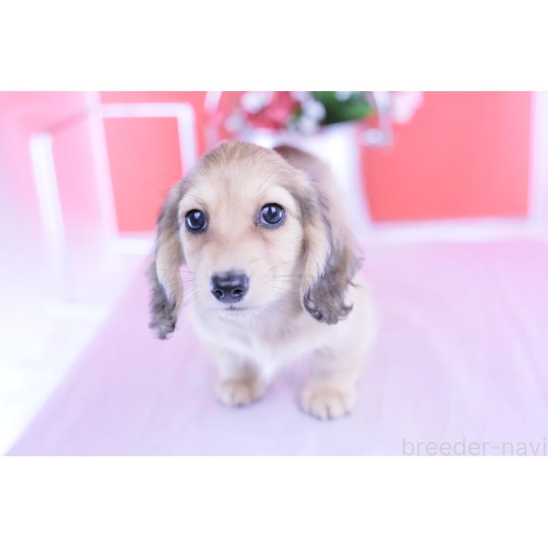 成約済の愛知県のカニンヘンダックスフンド(ロングヘアード)-418928の6枚目