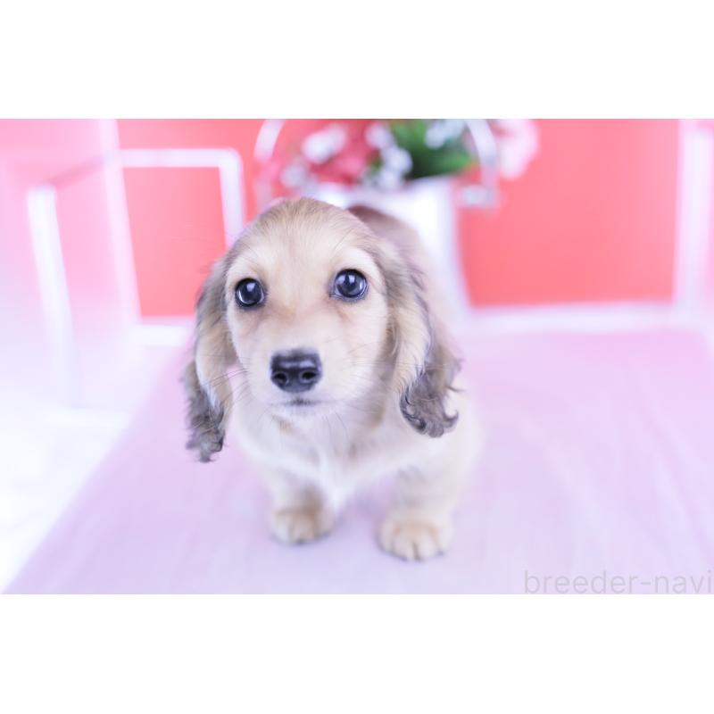 成約済の愛知県のカニンヘンダックスフンド(ロングヘアード)-418928の5枚目