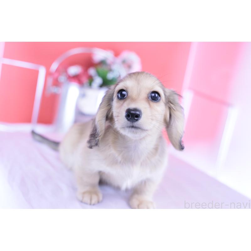 成約済の愛知県のカニンヘンダックスフンド(ロングヘアード)-418928の3枚目